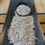 Слънчоглед белен суров