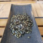 Българска тиквена белена семка печена със сол