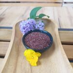 Червена Киноа