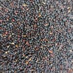 Киноа черна